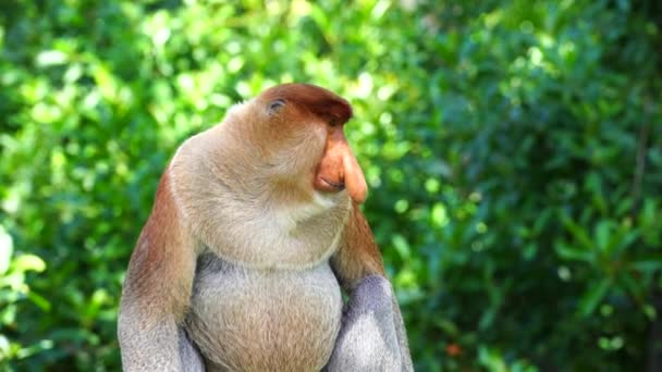 Macaco Proboscis Selvagem Larvatus Nasalis Floresta Tropical Ilha Bornéu Malásia — Vídeo de Stock