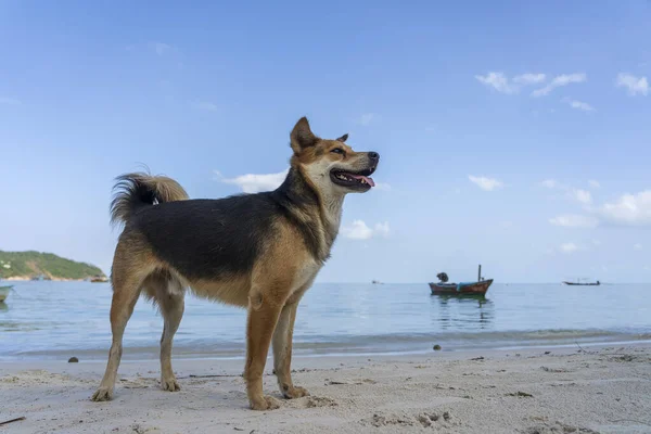 Perro Playa Cerca Del Mar Isla Koh Phangan Tailandia Cerca — Foto de Stock