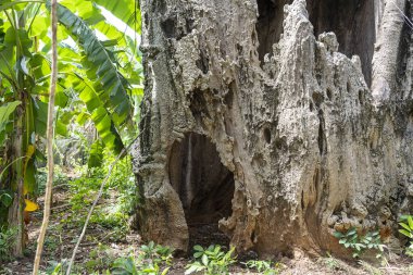 Tanzanya, Doğu Afrika 'daki Zanzibar adasında büyük muhteşem bir baobab ağacı.