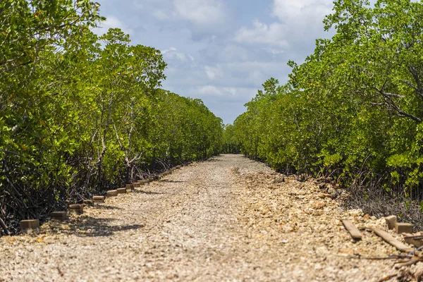 Špinavá Cesta Mezi Mangrovníky Jasného Slunečného Dne Ostrově Zanzibar Tanzanie — Stock fotografie