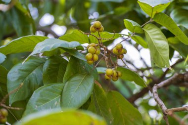 Sapindus Rarak bir sabun çileği türüdür. Güneşli bir günde, Tanzanya 'nın Zanzibar adasında yaprak döken bir ağaçtır.