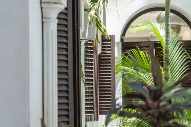 Beyaz sıva duvarında ahşap panjurlar ve bahçede yeşil palmiye ağaçları olan pencere. Ada Zanzibar, Tanzanya, Doğu Afrika, kapatın