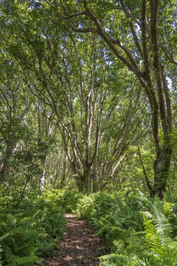 Yürüyüş yolu ve vahşi yaşam ile orman açık güneşli bir günde Zanzibar adasında, Tanzanya, Doğu Afrika
