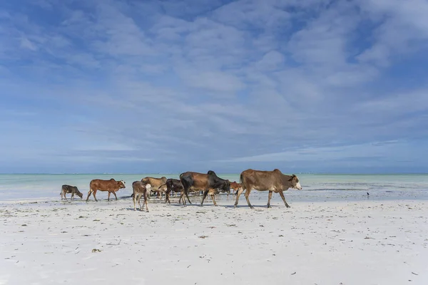 ザンジバル島 タンザニア 東アフリカの海の水の近くのビーチに沿って歩くズエブ牛の家族 牛と牛は自然の上に子牛と — ストック写真