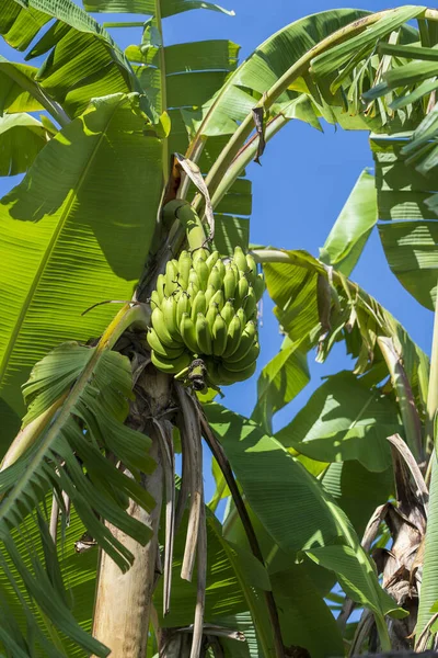 Palmera Plátano Con Racimo Plátanos Verdes Creciendo Los Terrenos Isla —  Fotos de Stock