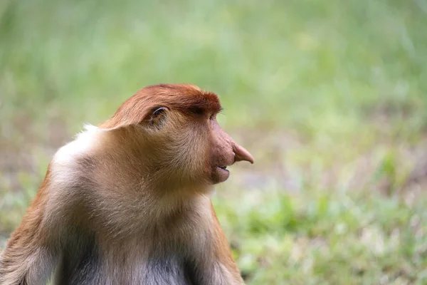 马来西亚婆罗洲热带雨林中的野生Proboscis猴或Nasalis Larvatus — 图库照片