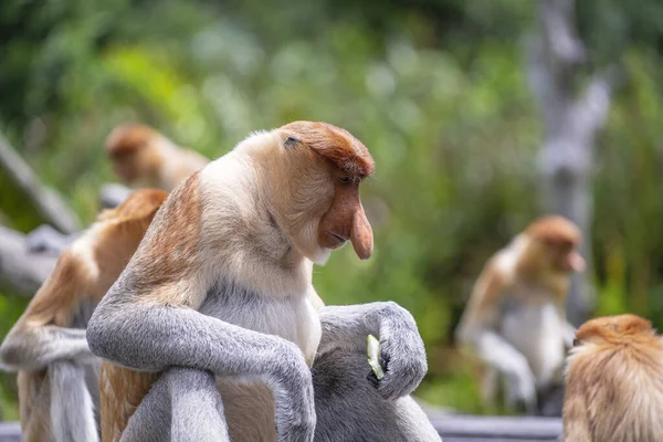 Vild Proboscis Apa Eller Nasalis Larvatus Regnskogen Borneo Malaysia Närbild — Stockfoto