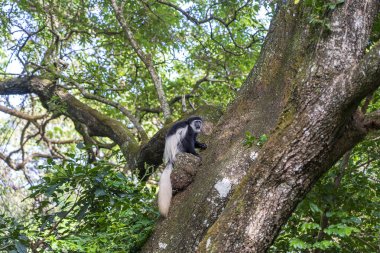 Vahşi Colobus Guereza maymunu Arusha, Tanzanya, Doğu Afrika yakınlarındaki tropikal ormanda oturuyor.