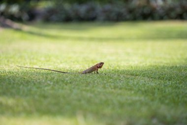 Tayland 'da yeşil çimlerde gezinen kertenkele. Yaklaş. Hayvan ve doğa kavramı.