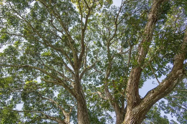 Blick Auf Die Baumwipfel Urwald Einem Sonnigen Tag Insel Sansibar — Stockfoto