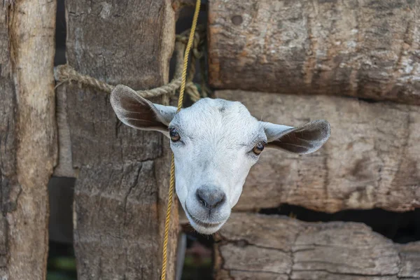 Krásný Portrét Bílé Hlavy Kozla Detailní Záběr Ostrově Zanzibar Tanzanie — Stock fotografie