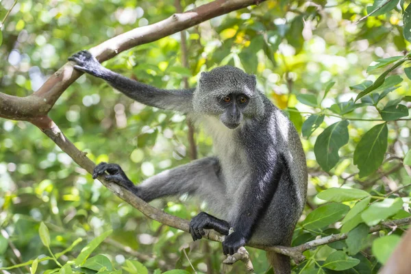 Divoká Endemická Modrá Opice Sedící Větvi Tropického Lesa Ostrově Zanzibar — Stock fotografie