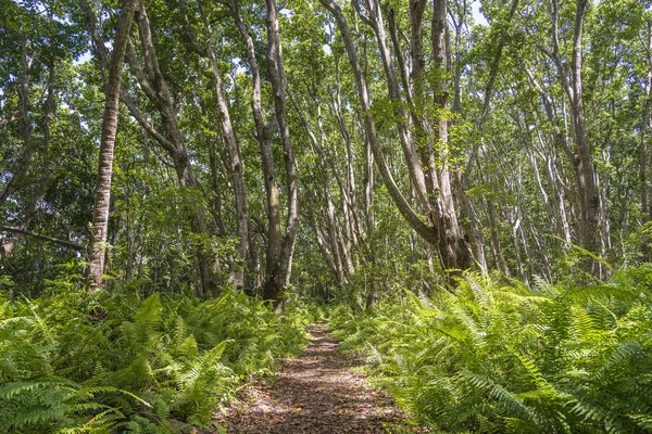 Bosque Selvático Con Sendero Vida Silvestre Claro Día Soleado Isla — Foto de Stock