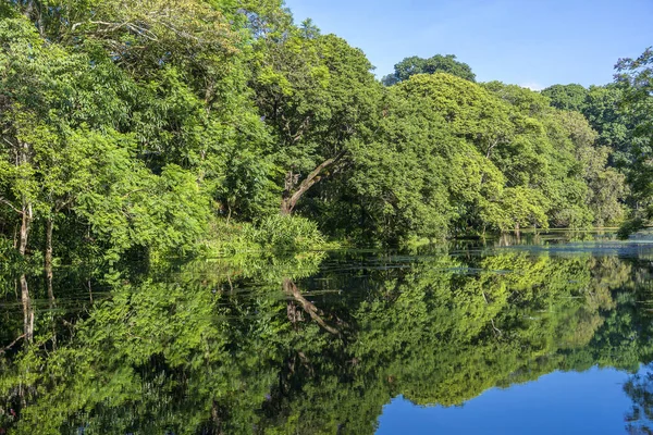 Зеленые Тропические Деревья Озере Отражением Танзания Восточная Африка — стоковое фото