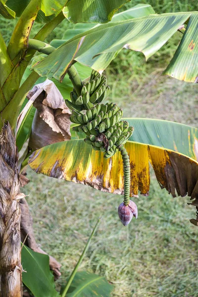 Palma Banane Con Mazzo Banane Verdi Che Crescono Nel Terreno — Foto Stock