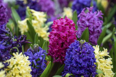 Güzel, renkli Vietnam çiçekleri Tien Ong Danang, Vietnam 'da bir çiçek tarhını süslüyor.