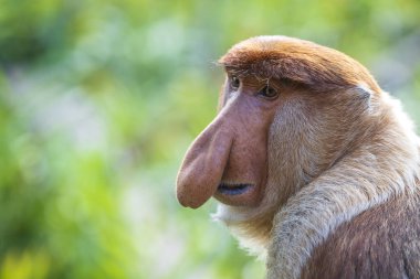 Borneo, Malezya 'nın yağmur ormanlarındaki vahşi hortumlu maymun ya da Nasalis larvası, yaklaşın.