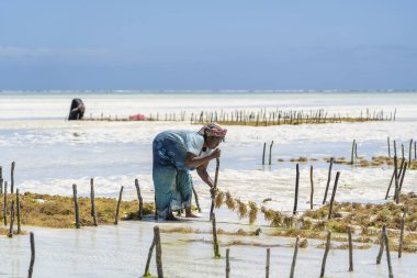 Zanzibar, Tanzanya - 11 Kasım 2019: Kadınlar geleneksel elbise, ada Zanzibar, Tanzanya, Doğu Afrika 'daki bir deniz plantasyonunda sabun, kozmetik ve ilaç için deniz yosunu hasat ediyorlar
