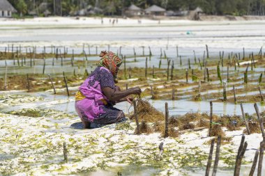 Zanzibar, Tanzanya - 11 Kasım 2019: Kadınlar geleneksel elbise, ada Zanzibar, Tanzanya, Doğu Afrika 'daki bir deniz plantasyonunda sabun, kozmetik ve ilaç için deniz yosunu hasat ediyorlar