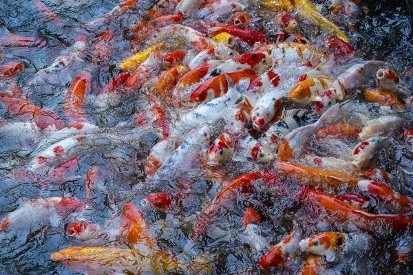 Gruppo Koi Jinli Nishikigoi Carpe Broccate Varietà Colorate Carpe Amur — Foto Stock