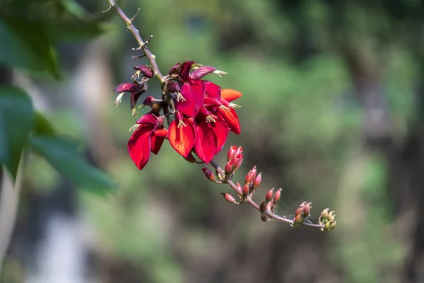 ベトナムの庭で赤い熱帯の花を持つ夏のカラフルな木 クローズアップ — ストック写真