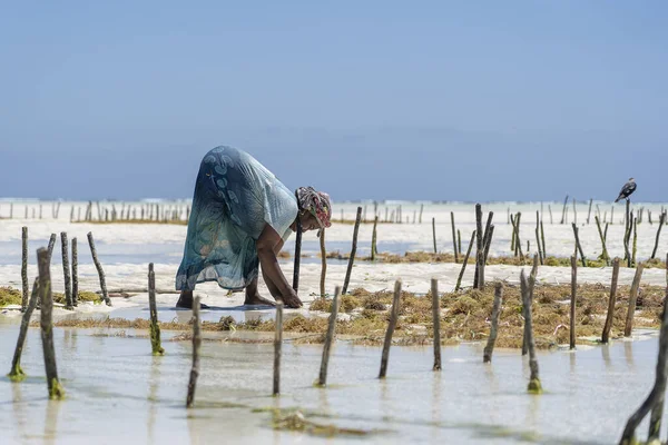 Zanzibar Tanzania Listopada 2019 Kobiety Zbierają Wodorosty Mydła Kosmetyków Lekarstw — Zdjęcie stockowe