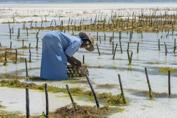 Zanzibar Tanzania November 2019 Women Harvest Seaweed Soap Cosmetics Medicin — Stock Photo, Image