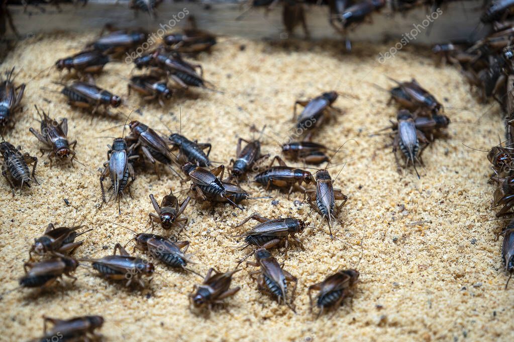 Many crickets in a insect farm in Dalat, Vietnam, close up