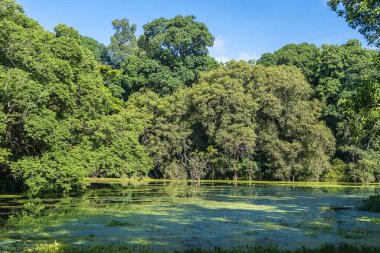 Göldeki yeşil tropikal ağaçlar Tanzanya, Doğu Afrika