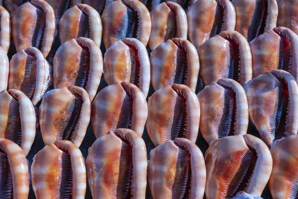 아프리카 탄자니아 잔지바르 시장에서 팔리고 조개껍데기를 기념품들 — 스톡 사진