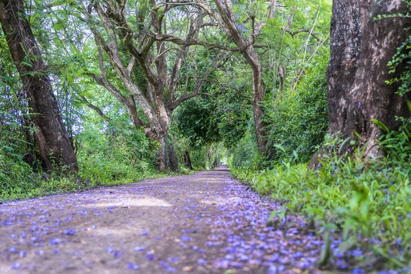 Длинный Путь Дороги Рядом Большими Зелеными Деревьями Тоннеле Танзания Восточная — стоковое фото