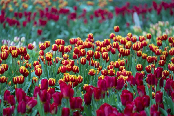 Bello Sfondo Colorato Tulipani Rossi Gialli Campo Fiori Primaverili Lettino — Foto Stock
