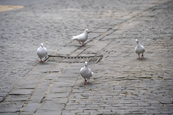Cztery Białe Gołębie Spacerują Chodniku Nang Wietnamie Zamknij Się — Zdjęcie stockowe