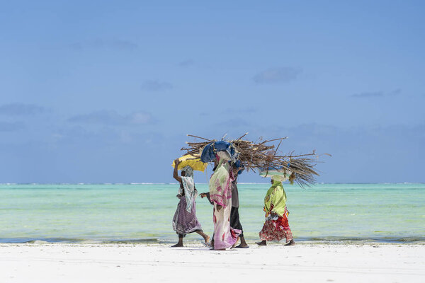 Zanzibar, Tanzania - november 11, 2019 : African women carry wooden sticks on the sand beach near sea in Zanzibar island, Tanzania, east Africa