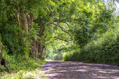 Ağaç tüneli gibi büyük yeşil ağaçların yanındaki uzun yol. Tanzanya, Doğu Afrika.