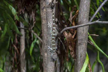 Tayland 'ın Koh Phangan adasındaki tropikal bir ağaçta Tokay gecko. Hayvan ve doğa kavramı