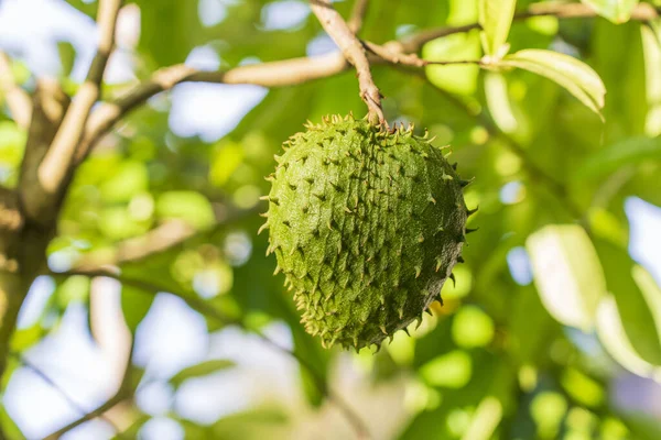 Frutas Tropicais Frescas Verdes Soursop Annona Muricata Sirsak Ainda Penduradas — Fotografia de Stock