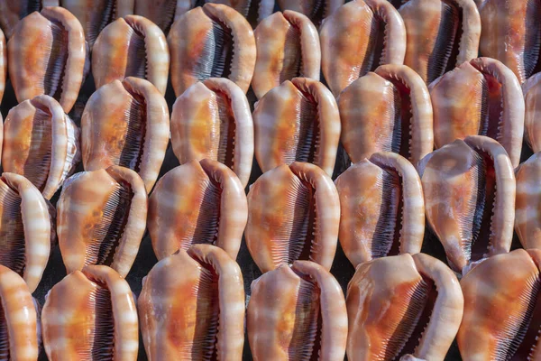 Recuerdos Grandes Conchas Mar Para Vender Mercado Playa Isla Zanzíbar — Foto de Stock