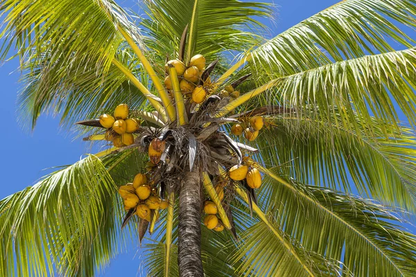 Vista Perspectiva Palmera Coco Desde Suelo Alto Playa Isla Zanzíbar —  Fotos de Stock