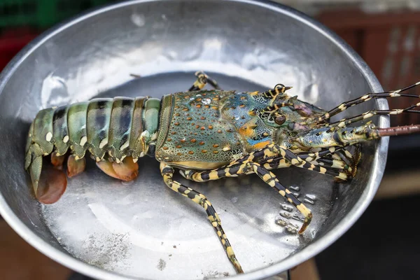 Fresh Lobster Sell Street Food Market Kota Kinabalu Island Borneo — Stock Photo, Image