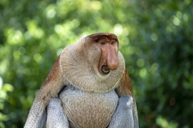 Borneo, Malezya 'nın yağmur ormanlarındaki vahşi hortumlu maymun ya da Nasalis larvası, yaklaşın.