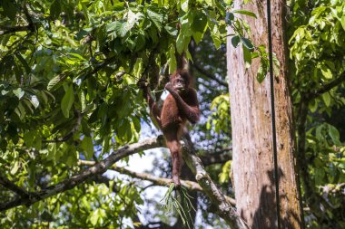 Borneo, Malezya 'nın yağmur ormanlarında nesli tükenmekte olan vahşi bir orangutan yaklaşıyor. Doğada Orangutan dağ yamağı