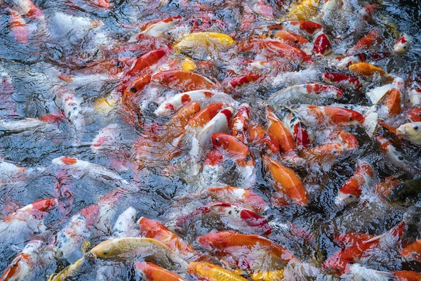 A group of Koi or jinli or nishikigoi or brocaded carp - the colored varieties of Amur carp or Cyprinus rubrofuscus, that are kept in outdoor koi ponds or water gardens in Danang, Vietnam, close up