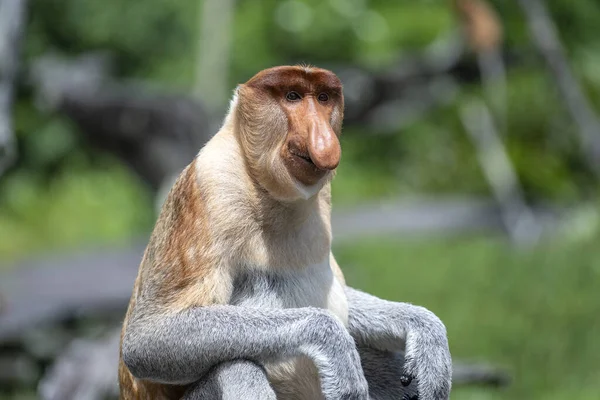 Borneo Malezya Nın Yağmur Ormanlarındaki Vahşi Hortumlu Maymun Nasalis Larvası — Stok fotoğraf