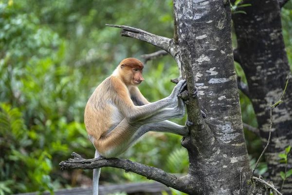 Macaco Proboscis Selvagem Larvatus Nasalis Floresta Tropical Ilha Bornéu Malásia — Fotografia de Stock