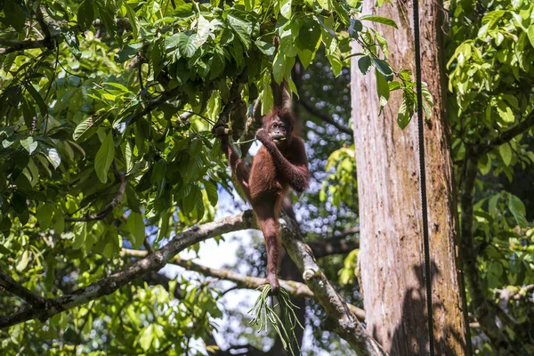 Een Wilde Bedreigde Orang Oetan Het Regenwoud Van Eiland Borneo — Stockfoto
