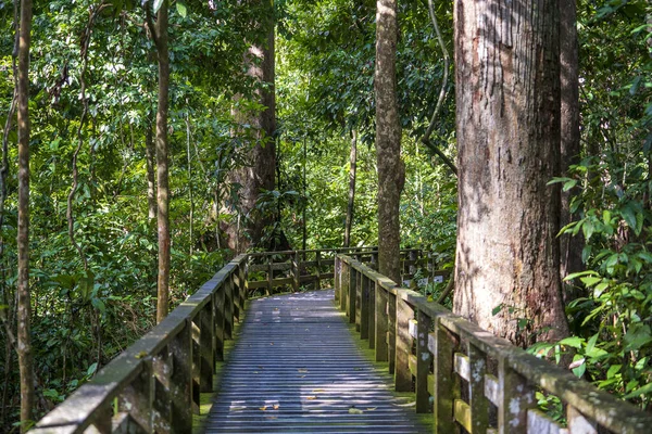 Ξύλινη Πλατφόρμα Για Μια Βόλτα Κατά Μήκος Του Τροπικού Δάσους — Φωτογραφία Αρχείου