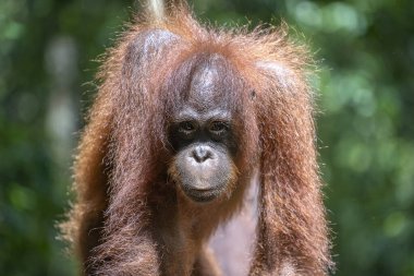 Borneo, Malezya 'nın yağmur ormanlarında nesli tükenmekte olan vahşi bir orangutan yaklaşıyor. Doğada Orangutan dağ yamağı