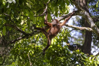 Borneo, Malezya 'nın yağmur ormanlarında nesli tükenmekte olan vahşi bir orangutan yaklaşıyor. Doğada Orangutan dağ yamağı