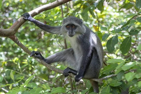 Mono Azul Endémico Silvestre Sentado Rama Bosque Tropical Isla Zanzíbar — Foto de Stock